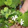 Fotografia 9 da espécie Pelargonium x fragrans do Jardim Botânico UTAD