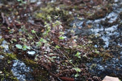 Fotografia da espécie Campanula erinus