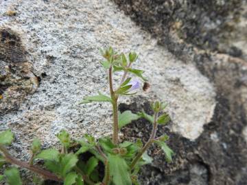 Fotografia da espécie Campanula erinus