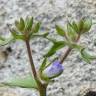 Fotografia 14 da espécie Campanula erinus do Jardim Botânico UTAD