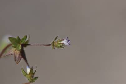 Fotografia da espécie Campanula erinus