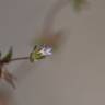 Fotografia 18 da espécie Campanula erinus do Jardim Botânico UTAD