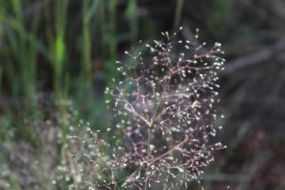 Fotografia da espécie Agrostis truncatula subesp. commista