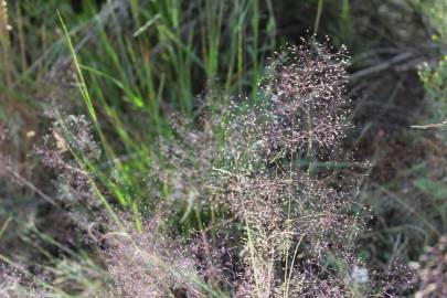 Fotografia da espécie Agrostis truncatula subesp. commista