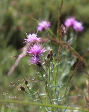 Fotografia da espécie Centaurea aristata