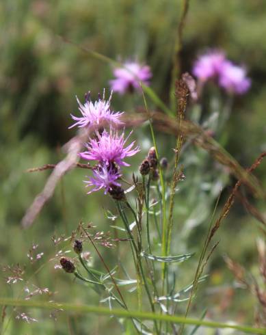 Fotografia de capa Centaurea aristata subesp. langeana - do Jardim Botânico