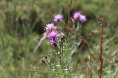 Fotografia da espécie Centaurea aristata subesp. langeana