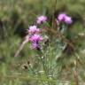 Fotografia 1 da espécie Centaurea aristata subesp. langeana do Jardim Botânico UTAD