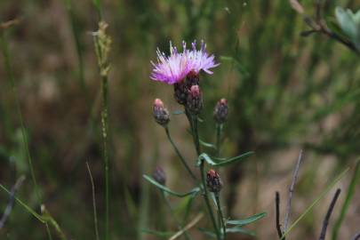 Fotografia da espécie Centaurea aristata subesp. langeana