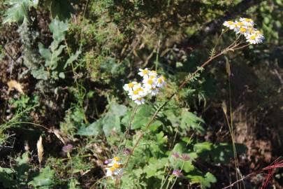 Fotografia da espécie Tanacetum corymbosum