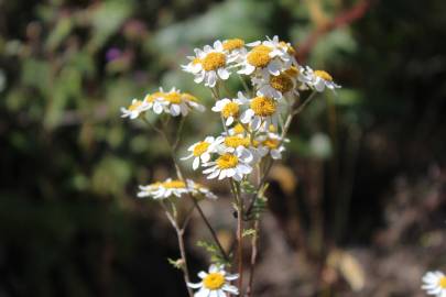 Fotografia da espécie Tanacetum corymbosum