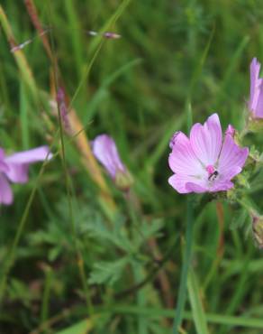 Fotografia 12 da espécie Malva moschata no Jardim Botânico UTAD