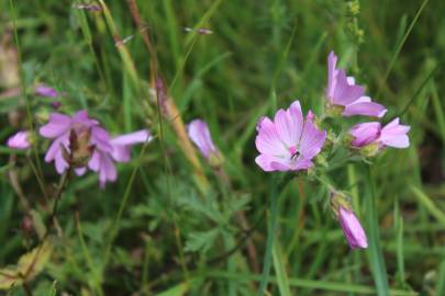 Fotografia da espécie Malva moschata