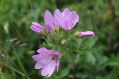 Fotografia da espécie Malva moschata