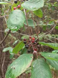 Fotografia da espécie Frangula alnus