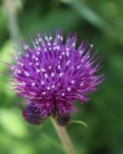 Fotografia da espécie Cirsium rivulare