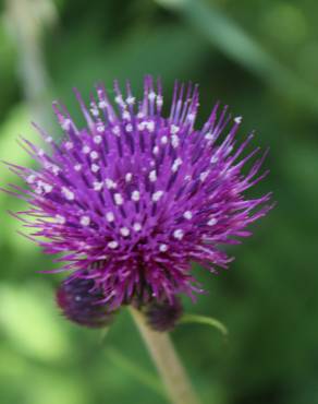 Fotografia 1 da espécie Cirsium rivulare no Jardim Botânico UTAD