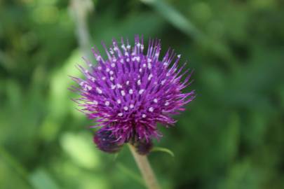 Fotografia da espécie Cirsium rivulare