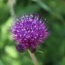 Fotografia 1 da espécie Cirsium rivulare do Jardim Botânico UTAD