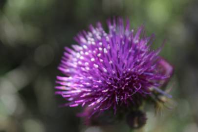 Fotografia da espécie Cirsium rivulare