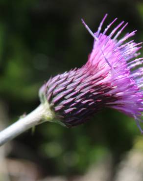 Fotografia 3 da espécie Cirsium rivulare no Jardim Botânico UTAD