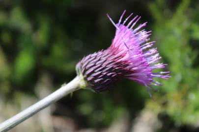 Fotografia da espécie Cirsium rivulare