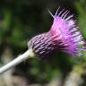 Fotografia 3 da espécie Cirsium rivulare do Jardim Botânico UTAD