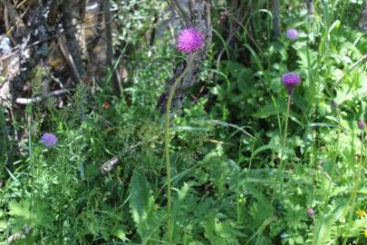 Fotografia da espécie Cirsium rivulare