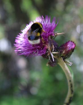 Fotografia 5 da espécie Cirsium rivulare no Jardim Botânico UTAD