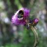 Fotografia 5 da espécie Cirsium rivulare do Jardim Botânico UTAD