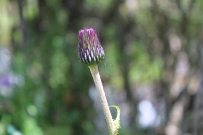 Fotografia da espécie Cirsium rivulare