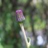 Fotografia 6 da espécie Cirsium rivulare do Jardim Botânico UTAD