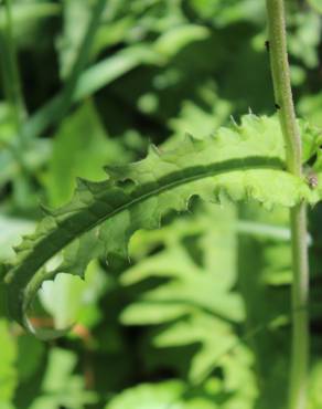 Fotografia 7 da espécie Cirsium rivulare no Jardim Botânico UTAD
