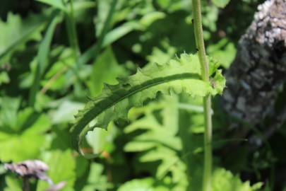 Fotografia da espécie Cirsium rivulare