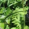 Fotografia 7 da espécie Cirsium rivulare do Jardim Botânico UTAD