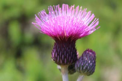 Fotografia da espécie Cirsium rivulare