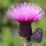 Fotografia 8 da espécie Cirsium rivulare do Jardim Botânico UTAD