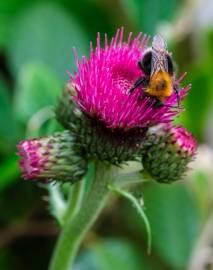 Fotografia da espécie Cirsium rivulare