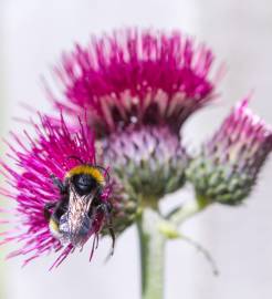 Fotografia da espécie Cirsium rivulare