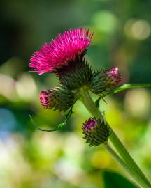 Fotografia da espécie Cirsium rivulare