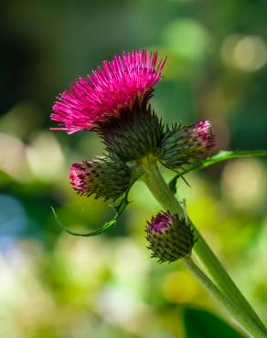 Fotografia 11 da espécie Cirsium rivulare no Jardim Botânico UTAD