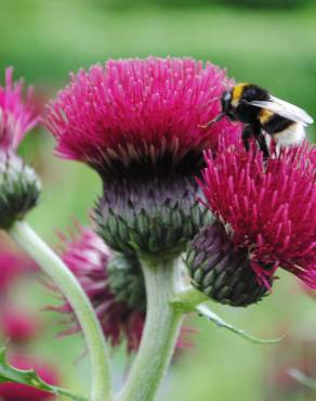 Fotografia 12 da espécie Cirsium rivulare no Jardim Botânico UTAD