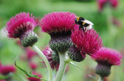 Fotografia da espécie Cirsium rivulare