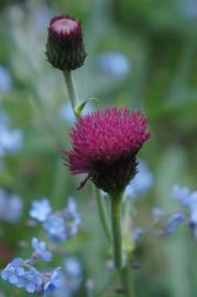 Fotografia da espécie Cirsium rivulare