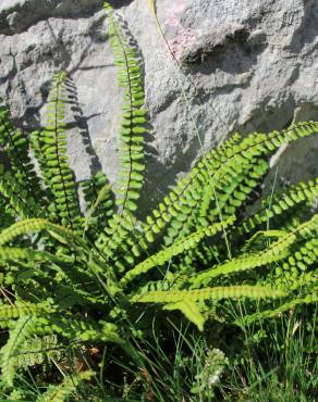 Fotografia 12 da espécie Asplenium trichomanes subesp. quadrivalens no Jardim Botânico UTAD