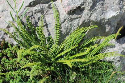 Fotografia da espécie Asplenium trichomanes subesp. quadrivalens