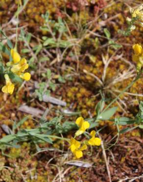 Fotografia 16 da espécie Lathyrus pratensis no Jardim Botânico UTAD