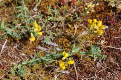 Fotografia da espécie Lathyrus pratensis