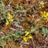 Fotografia 16 da espécie Lathyrus pratensis do Jardim Botânico UTAD