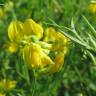 Fotografia 17 da espécie Lathyrus pratensis do Jardim Botânico UTAD